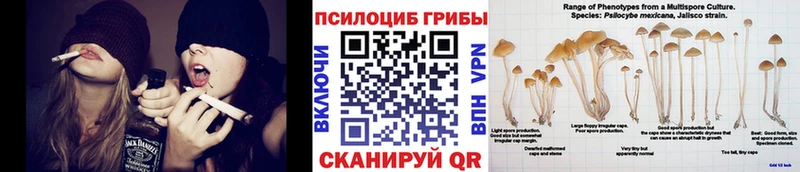 цена наркотик  Новороссийск  Псилоцибиновые грибы GOLDEN TEACHER 